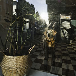 Dog in a building