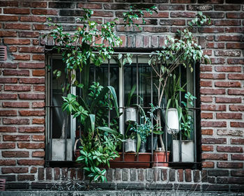 Potted plants against brick wall