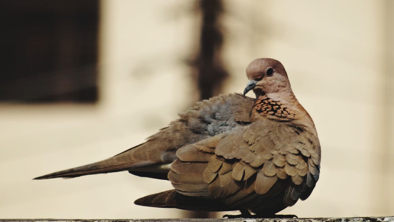 bird, animal themes, animal, animal wildlife, animals in the wild, vertebrate, one animal, focus on foreground, close-up, day, no people, nature, perching, mourning dove, outdoors, beauty in nature, wall, dove - bird, side view, sparrow, profile view