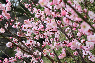 Low angle view of pink cherry blossoms in spring