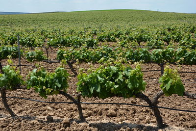 Scenic view of vineyard 