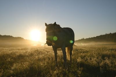 Horse grazing on field against sky during sunset