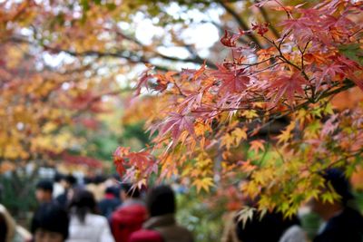 Close-up of maple tree
