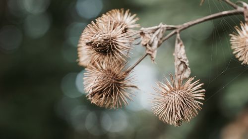 Close-up of dried plant