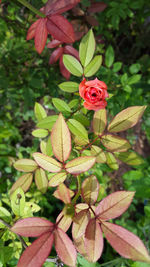 Close-up of red roses blooming outdoors