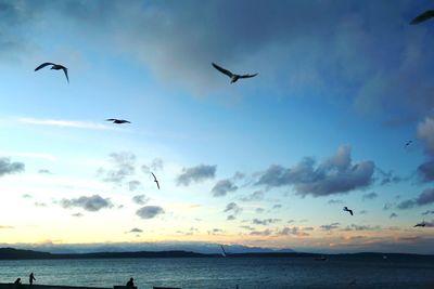 Silhouette of birds flying over sea