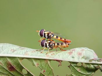 Close-up of insect on leaf