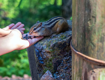 Chipmunk is eating sunflower seeds from human hands. close-up.