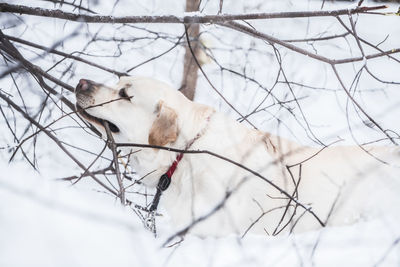 View of a dog on snow covered landscape