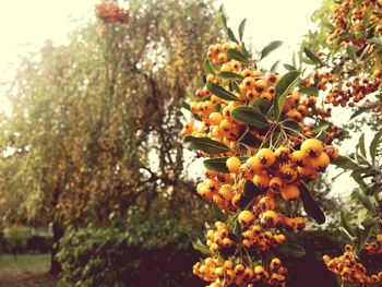 Low angle view of leaves on tree