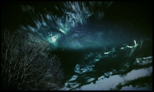 Low angle view of trees