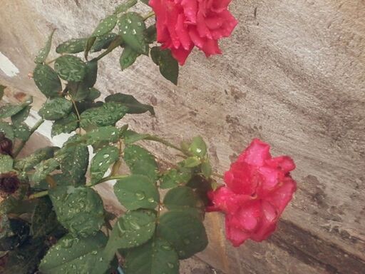 flower, freshness, fragility, leaf, petal, growth, plant, high angle view, red, beauty in nature, pink color, nature, flower head, rose - flower, close-up, blooming, no people, day, in bloom, botany