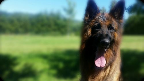 Close-up portrait of a dog