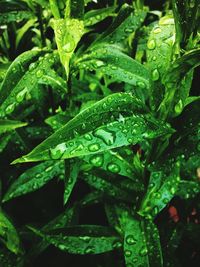 Full frame of water drops on leaf