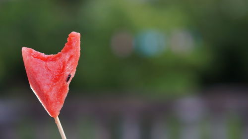 Close-up of red rose