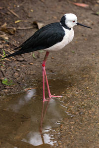 Close-up of bird perching in puddle