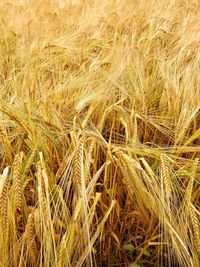 Full frame shot of wheat field