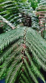 Close-up of fern leaves