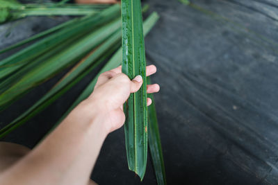 Cropped image of hand holding plant