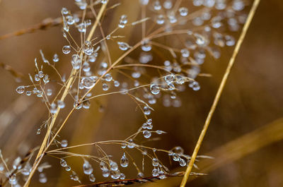 Full frame shot of wet spider web