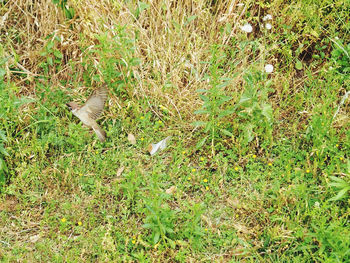 High angle view of bird flying over field