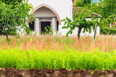 Plants growing in garden