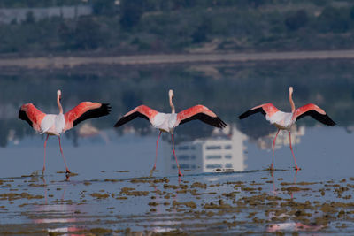 Birds flying over water