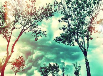 Low angle view of trees against sky