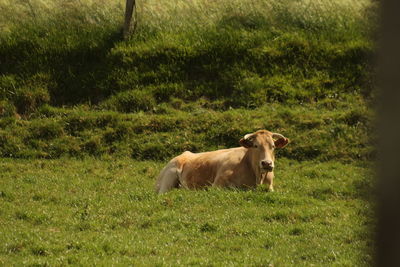 Cow standing on field