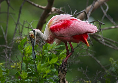 Close-up of bird perching on branch