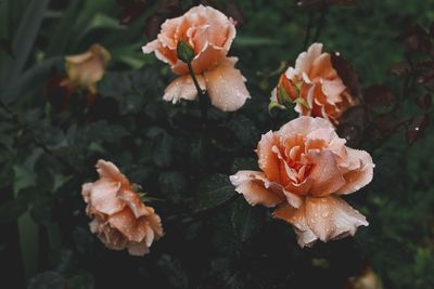 Close-up of wilted roses on field