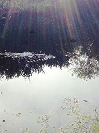 Reflection of trees in water