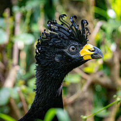 Close-up of a bird looking away