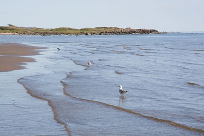 Seagulls in sea at beach