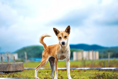 Portrait of dog standing on field