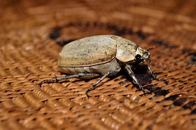 Close-up of insect on wood