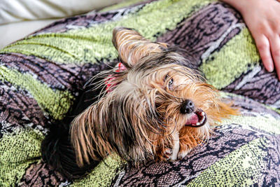 Midsection of person with dog lying on blanket