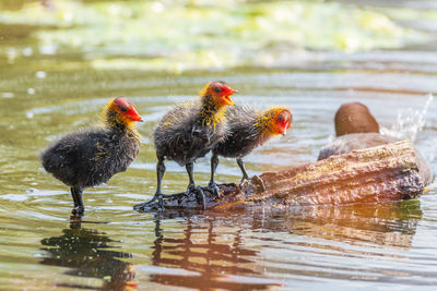 View of birds in lake