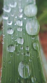 Close-up of water drops on leaf