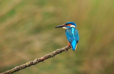 Close-up of kingfisher perching on branch