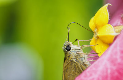 Close-up of insect on flower