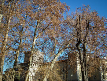 Low angle view of tree against sky