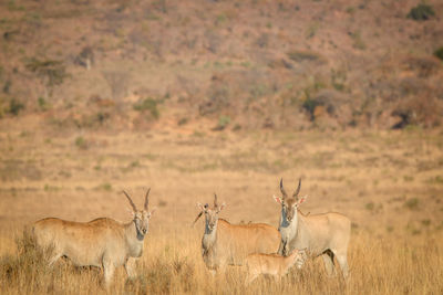 View of deer on field