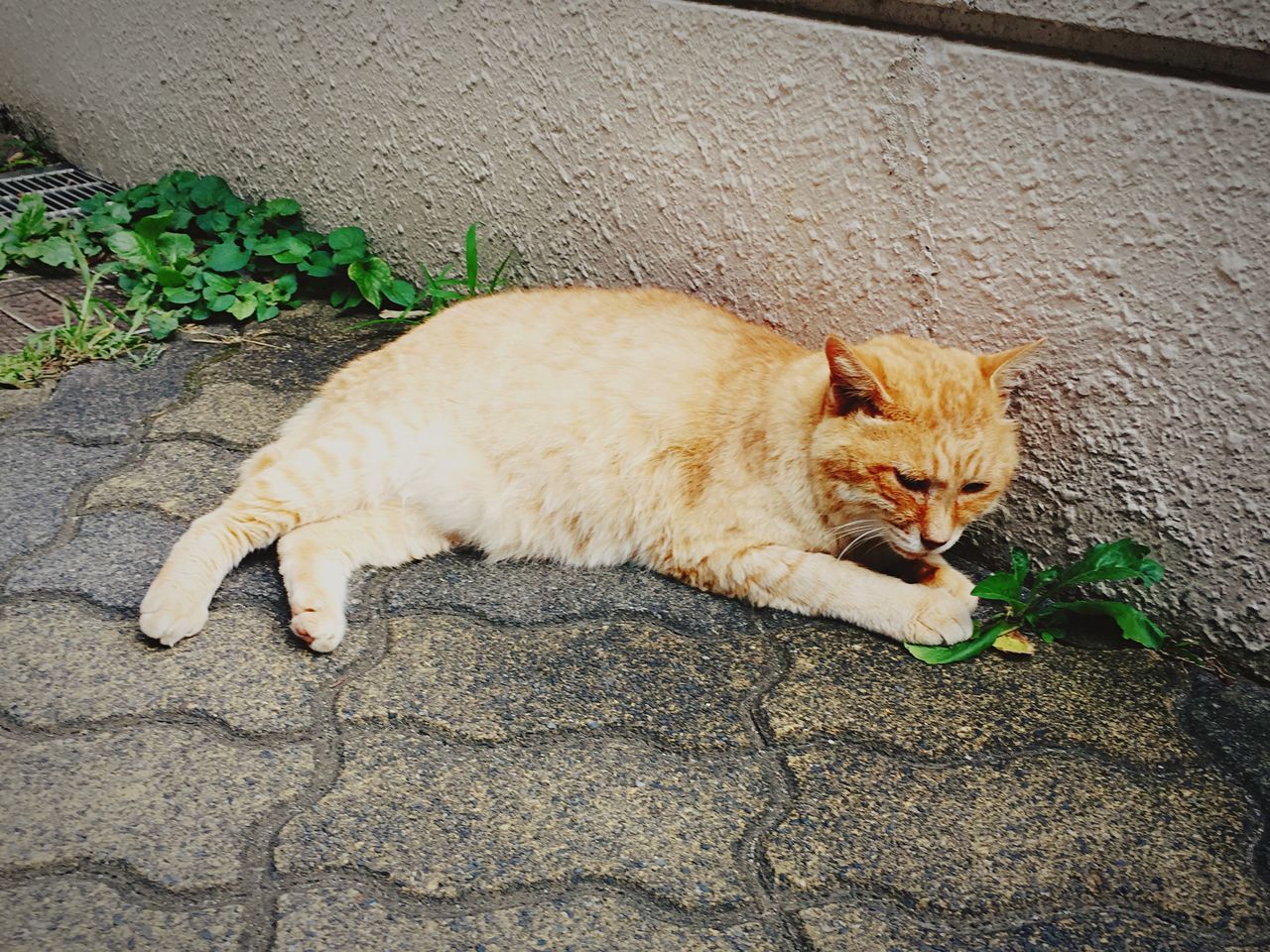 animal themes, one animal, pets, domestic animals, domestic cat, mammal, cat, feline, high angle view, full length, relaxation, street, lying down, sitting, sleeping, outdoors, resting, day, no people, sunlight