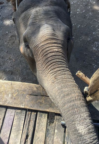 Close-up of elephant in zoo