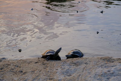 High angle view of ducks swimming on lake