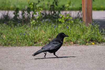 Raven on footpath