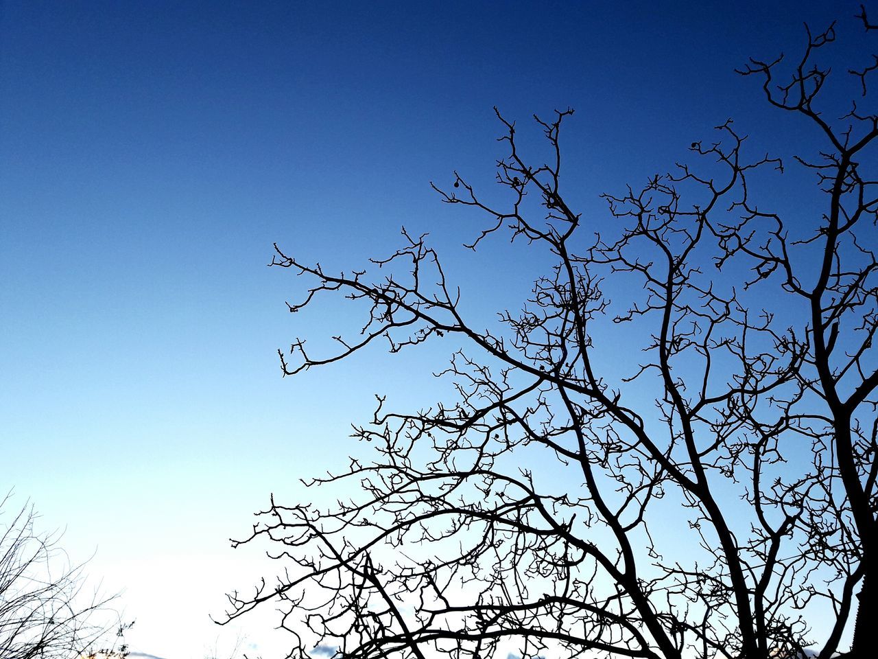 tree, low angle view, nature, no people, sky, clear sky, beauty in nature, outdoors, day, close-up