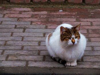 Portrait of cat sitting on brick wall