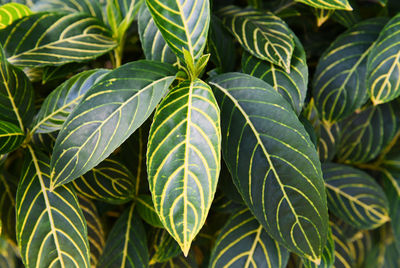 Full frame shot of leaves